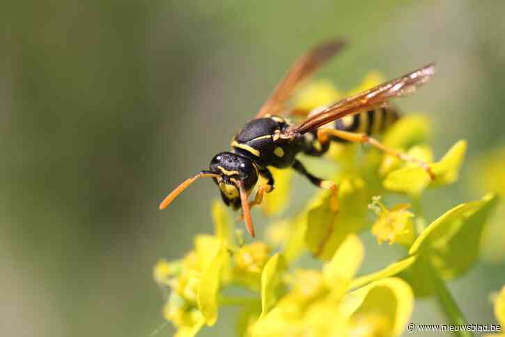 Man overlijdt aan insectensteek tijdens fietstocht: hoe zeldzaam is dat? En wat kan je doen als jij of iemand anders gestoken wordt?