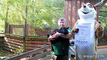 Tiergartenfest in Eisenberg: Die Vorbereitungen laufen