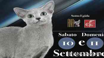 A Boves arriva la Mostra Felina internazionale - Cuneo24 - Cuneo24