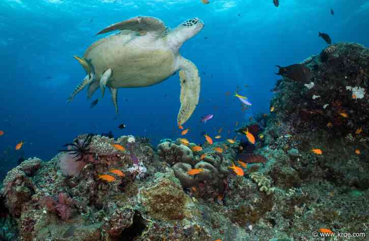 Nearly all marine species face extinction if greenhouse emissions don't drop: study