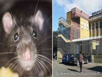 Cagliari, rivolta al mercato di via Quirra: “Per un topo il Comune non fa lavorare 150 famiglie” - Casteddu Online