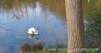 Alle vier Tiere von dem Gewässer abtransportiert: Sorgen um den Verbleib der Schwäne am Furpacher Weiher - Saarbrücker Zeitung