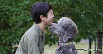 Dogs Shed Happy Tears When Reunited With Owners, Study Says     - CNET