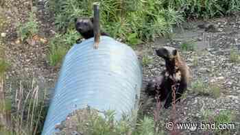 Rare sighting of elusive critters in Denali National Park puzzles even park staff - Belleville News-Democrat