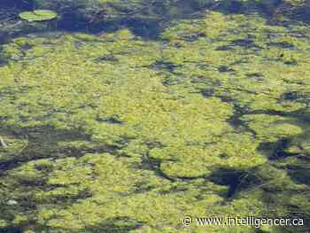 Wetland conservationists warn of blue-green algae - The Intelligencer