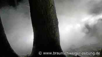 Waldbrand in Velpke: Feuerwehr ist rechtzeitig zur Stelle - Braunschweiger Zeitung