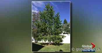 Educator, Grade 8 student team up for Alberta Grade 1 tree-mapping project