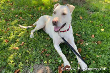 VIDEO: Mother dog and 9 pups rescued in Agassiz now thriving - Chilliwack Progress