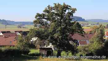 Memmingen/Unterallgäu: Naturschützer berichten über ihren Einsatz für Bäume und Amphibien | Mindelheimer Zeitung - Augsburger Allgemeine