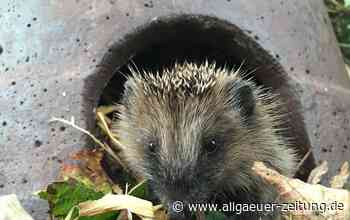 Aufgepasst: Liebestolle Igelmänner sind unterwegs - Allgäuer Zeitung