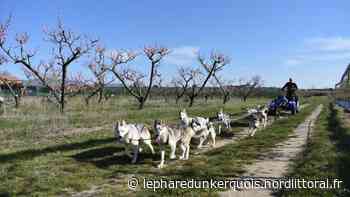 Des activités chiens de traîneaux à Grand-Fort-Philippe, une première pour la commune - Le Phare dunkerquois