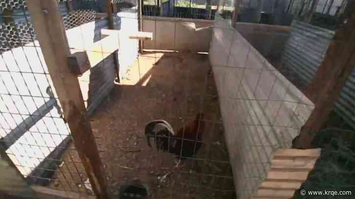Accidental 911 call leads to cockfighting ring bust in Valencia County