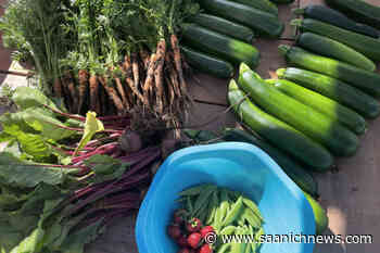 Taking a bite out of food insecurity - Saanich News