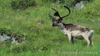 Quebec making progress to protect caribou after warnings from Ottawa - CTV News Montreal