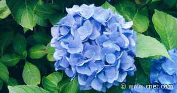 What Determines Hydrangea Bloom Color? An Expert Breaks Down the Science     - CNET