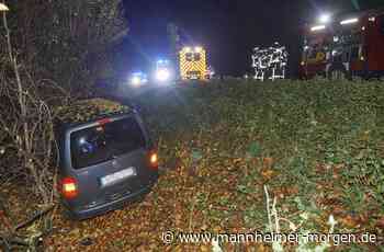 Mehr Unfälle mit Wildtieren im Ried - Lampertheim - Nachrichten und Informationen - Mannheimer Morgen