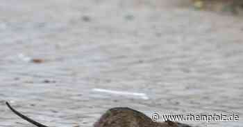 Angeblich keine Rattenplage in der City - Kaiserslautern - Rheinpfalz.de