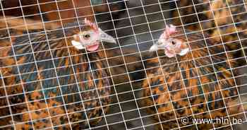 Vlaams Belang organiseert thema-avond over 'Dierenwelzijn' | Hamont-Achel | hln.be - Het Laatste Nieuws