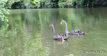 Schwanen-Liebe auf dem Detmolder Schlossgraben ist bedroht - Lippische Landes-Zeitung