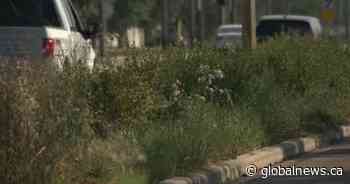 Edmonton councillors shelve pesticide ban, demand better weed control