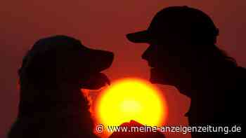 Auch Hunde weinen vor Glück