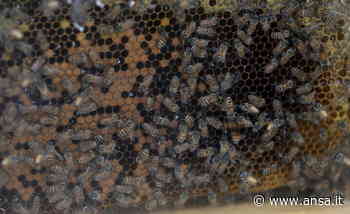 Cia, in Umbria produzione miele giù del 50 per cento - Agenzia ANSA