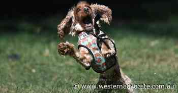 Dogs get teary for their favourite humans - Western Advocate