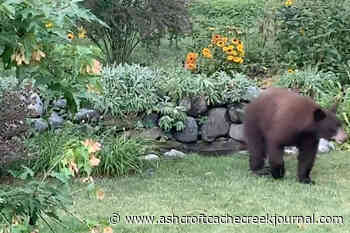 VIDEO: Black bear plays in B.C. MP’s bird bath - Ashcroft Cache Creek Journal