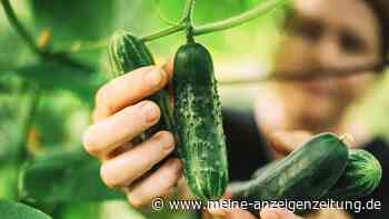 Gurken aus dem eigenen Garten: Wie Sie die Erntezeit deutlich verlängern