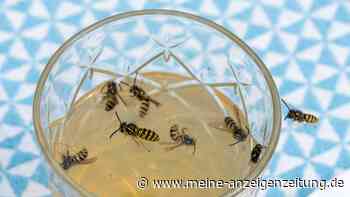Wespenplage: Lassen sich die Insekten mit Ultraschall vertreiben?