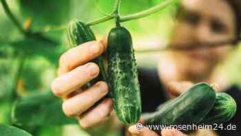 Gurken aus dem eigenen Garten: Wie Sie die Erntezeit deutlich verlängern