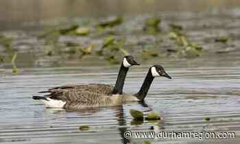 Flocks of Canada geese gather in noisy groups on open water: Durham columnist - durhamregion.com