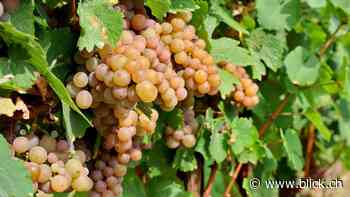 Wissenswertes über Pinot Grigio: Weine aus dem Veneto Gebiet in Italien - BLICK