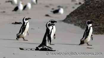 Endangered South African Penguins Driven Away by Shipping Noise - VOA Learning English