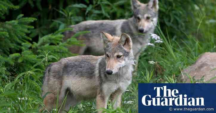 Canada zoo finds escaped wolf pups in moment of joy tinged with tragedy