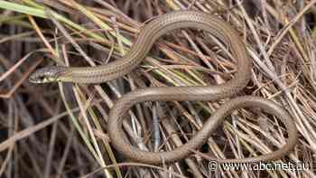'Valuable' legless lizard discovery near proposed Hunter coal mine expansion
