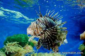 Avec le changement climatique, des espèces "aliens" menacent-elles la mer Méditerranée?