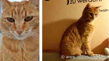 Zierlich und total verschmust: Wer hat Kater Sammy in Fürstätt gesehen?