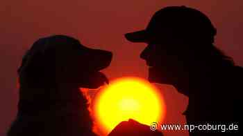 Studie - Auch Hunde weinen vor Glück - Neue Presse Coburg