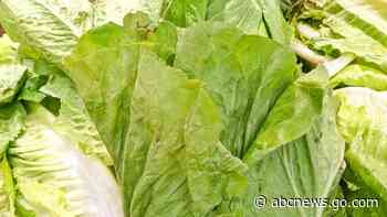 E. coli outbreak prompts Wendy's to remove romaine lettuce used in sandwiches