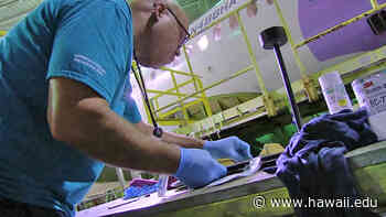 Demand for aviation techs fuels Hawaiian Air, Honolulu CC partnership | University of Hawaiʻi System News - University of Hawaii