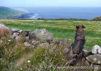 Best dog-friendly hotels in Cornwall 2022: Where to stay for beach strolls and family fun - The Independent