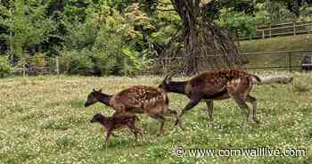 Newquay Zoo celebrates birth of endangered Philippine spotted deer - Cornwall Live