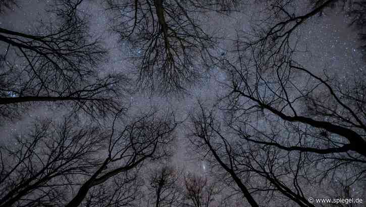 Plettenberg: Verirrter Jogger nach Polizei-Suche von allein aus dem Wald zurück - DER SPIEGEL