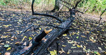 Rätsel um Feuerteufel in Karlsruhe geht weiter: Forst-Experten erklären, warum der Hardtwald besonders Brandgefährdet ist - ka-news.de