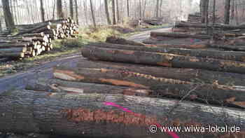 Walldorf: Forst will möglichst viele Bürger mit Holz versorgen - www.wiwa-lokal.de