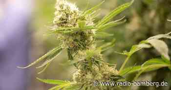 Marihuana im Garten