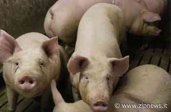 Suini, Coldiretti Cuneo lancia allarme per rincari energia e mangimi - ZipNews