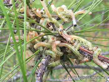 Cambio climático ha atraído nuevas plagas en campo agrícola. - plumas libres