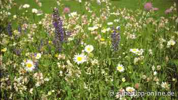 After-Work Wildkräuter-Workshop in Mettmann - Super Tipp